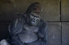 komale (gorilla gorilla) 4-2022 2129